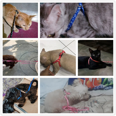 Pets Adjustable Collar Printed Harness & Leash